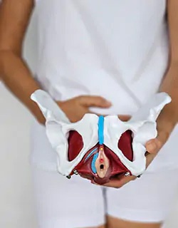 Person hält ein anatomisches Beckenmodell mit sichtbarem Beckenboden.