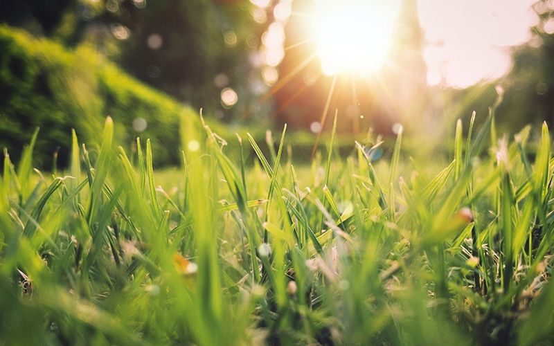 BlaDa Sommerfest PubliCare Berlin Natur